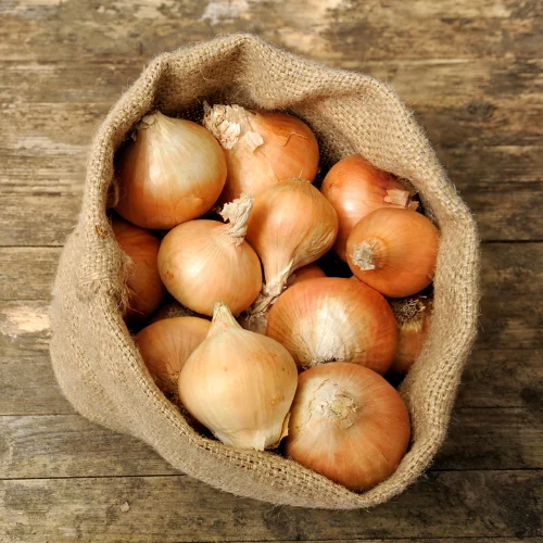 Bulk White Onion Export from India