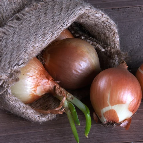 Indian White Onion Exporter