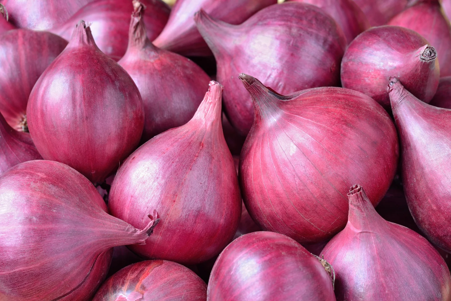 Shivsandip Traders - Leading Onion Exporter from Nashik India
